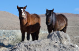 DSC_6176a.jpg