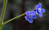 DSC_6260a.jpg