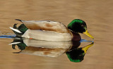 DSC_7422a.jpg