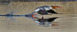 DSC_7763b.jpg