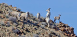 DSC_8426a.jpg