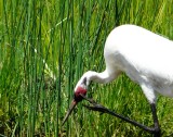 Whooping crane foot - International Crane Foundation, Baraboo, WI - 2007-07-01