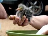 Green heron baby - REGI,  Antigo W - July 9, 2011 