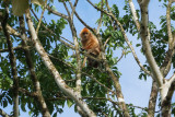 Red Leaf Monkey