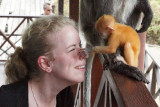 Silver Leaf Monkeys