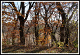 Natures Guard Rail in Fall_102112