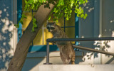 Raccoon in Window