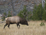 Elk - Yellowstone