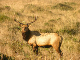 Tulie Elk