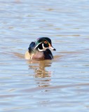 Wood Duck