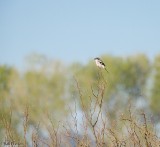 Loggerhead Shrike