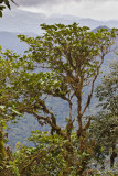 Trees, clouds, and mountains.