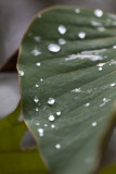Water droplets on leaf.