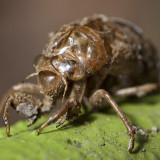 Cicada shell up close.