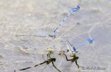 Familiar Bluet - Ovipositing pair.jpg