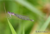 Unknown female Enallagma 