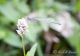 Most likely Orange Bluet female (Enallagma signatum )