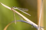 Eastern Forktail with Prey.jpg