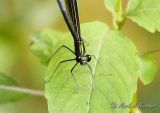 Ebony Jewelwing - Female face.jpg