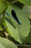 Ebony Jewelwing.jpg