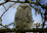 Tawny_Owl_Kattuggla.jpg