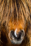 april-horse13-BY-19-7083.jpg