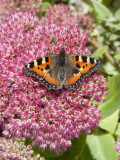 The Small Tortoiseshell is a colourful and well-known Eurasian butterfly in the family Nymphalidae. 