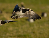 Vitkindad gs [Barnacle Goose] (IMG_9353)