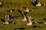 Vitkindad gs [Barnacle Goose] (IMG_9372)