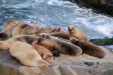 11 LaJolla CA, sea lions