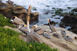18 LaJolla CA, pelicans