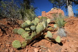 78 Sedona AZ, prickly pear cactus