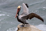 20 LaJolla CA, pelican