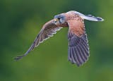 Common Kestrel.