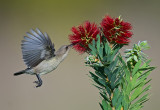 Palestine Sunbird. (Female)