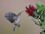 Palestine Sunbird. (Female)