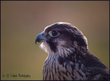 Falcon Portrait