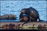 California Sea Lion