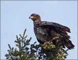 Windy Perch