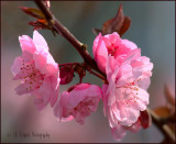 Its Cherry Blossom Time!