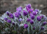 Purple Shades of Spring
