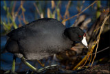 American Coot
