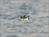 Vitvingad tärna<br/>White-winged Tern<br/>(Chlidonias leucopterus)