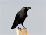 Huskråka<br/>House Crow<br/>(Corvus splendens)