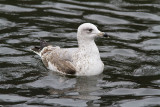 Gråtrut<br/>European Herring Gull<br/>(Larus argentatus)