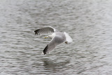 Gråtrut<br/>European Herring Gull<br/>(Larus argentatus)