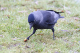 Kaja<br/>Eurasian Jackdaw<br/>(Corvus monedula)