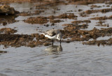 Sandlpare<br>Sanderling<br>(Calidris alba)