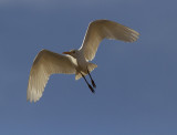 Kohger<br>Western Cattle Egret<br>(Bubulcus ibis)