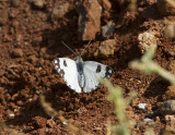 kenvitfjril<br>Desert White<br>(Pontia glauconome)